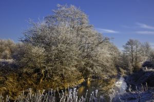 Frosty Dearne Morning